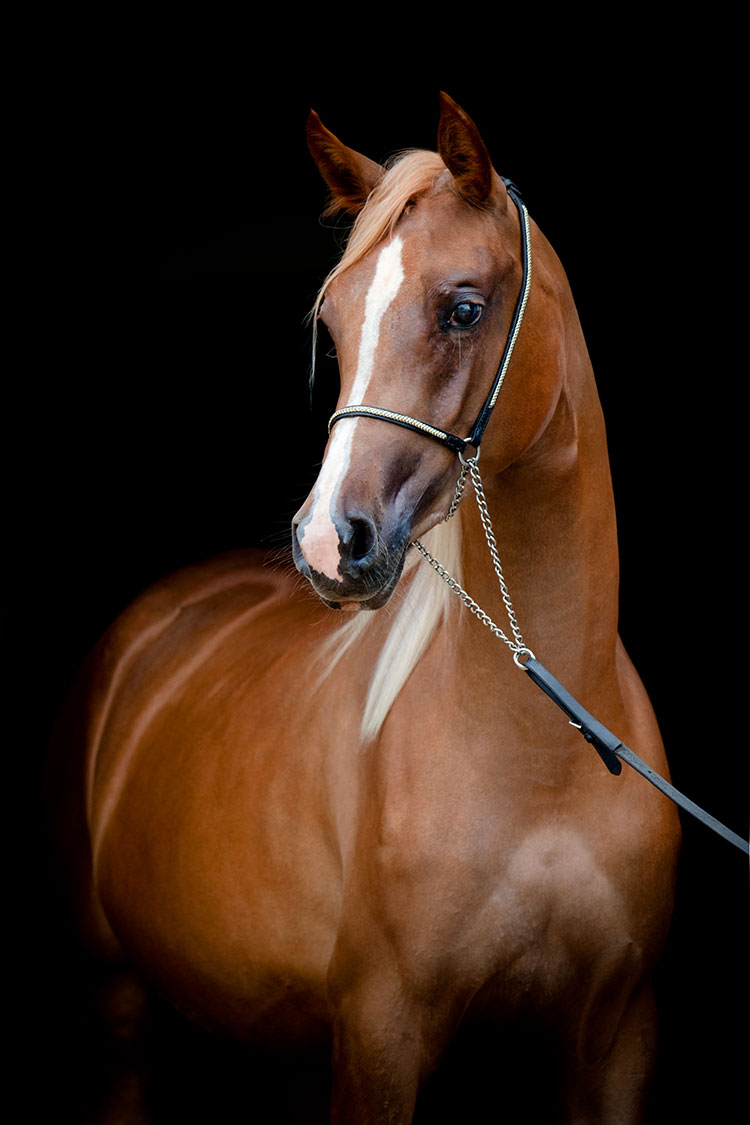 arabian-two